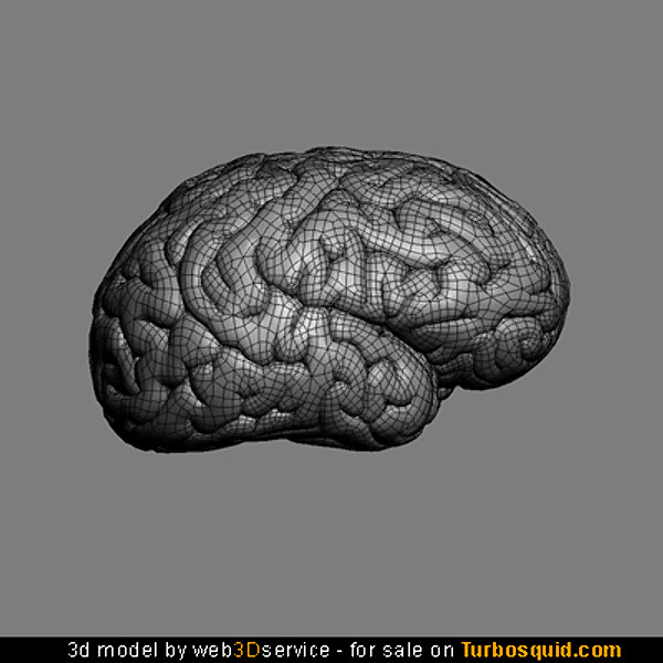 Brain 3D model