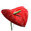 XfrogPlants Flamingo Lily