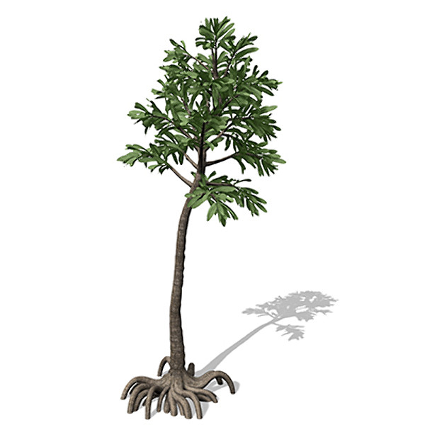 XfrogPlants Cordaites 3D Models