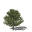 XfrogPlants English Yew EU