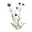 XfrogPlants Cornflower GC