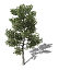 XfrogPlants Coulter Pine