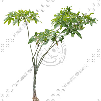 Tree_tropic_08.tga