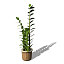 XfrogPlants Aroid Palm