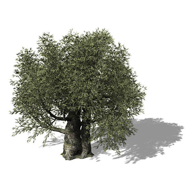 XfrogPlants Olive Tree Texture Maps