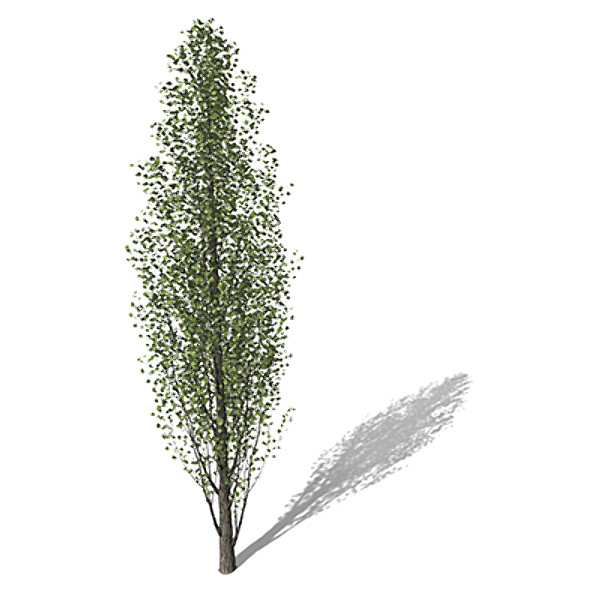 XfrogPlants Lombardy Poplar 3D Models