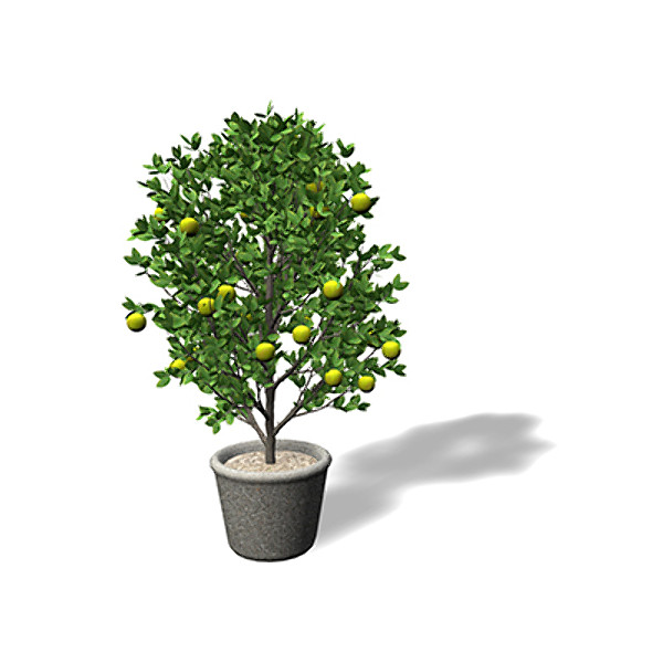 XfrogPlants Mexican Lime Texture Maps