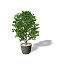 XfrogPlants Mexican Lime