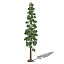 XfrogPlants Wollemi Pine