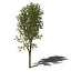 XfrogPlants Yellowwood