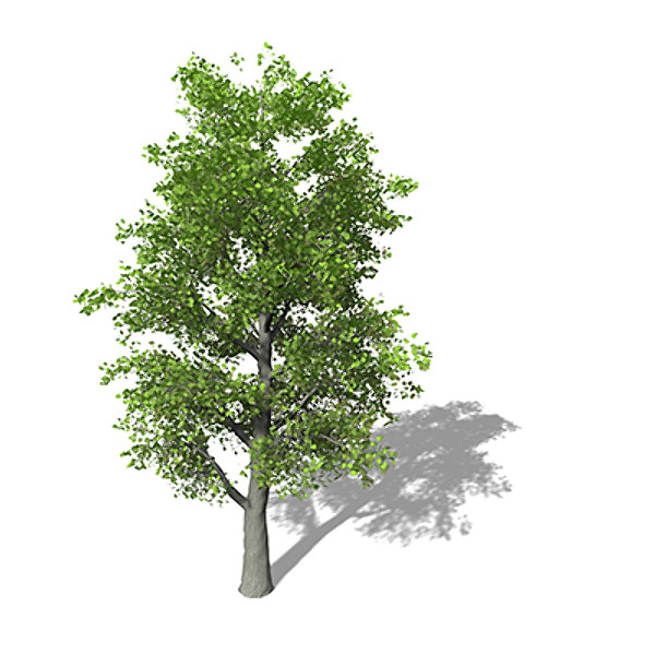 XfrogPlants Littleleaf Linden Texture Maps