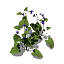 XfrogPlants Pansy GC