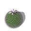 XfrogPlants Millers Pincushion