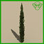 plant_italian_cypress