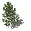 XfrogPlants Lodgepole Pine