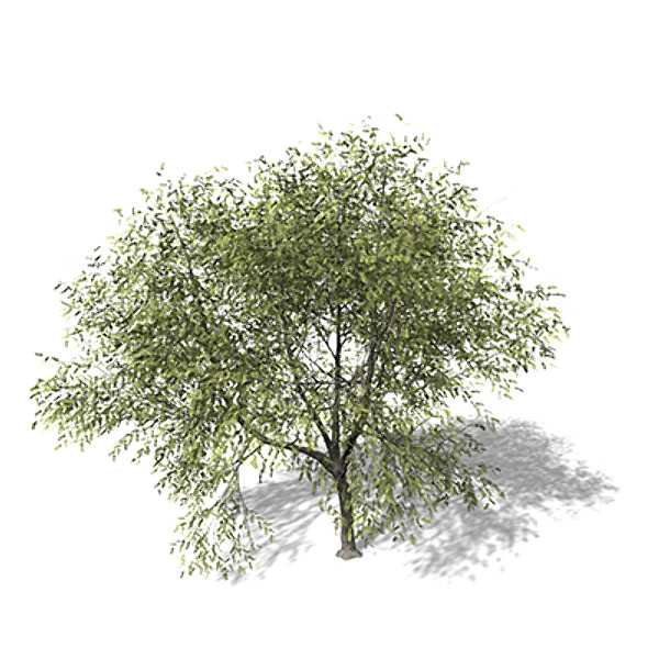 XfrogPlants White Willow 3D Models