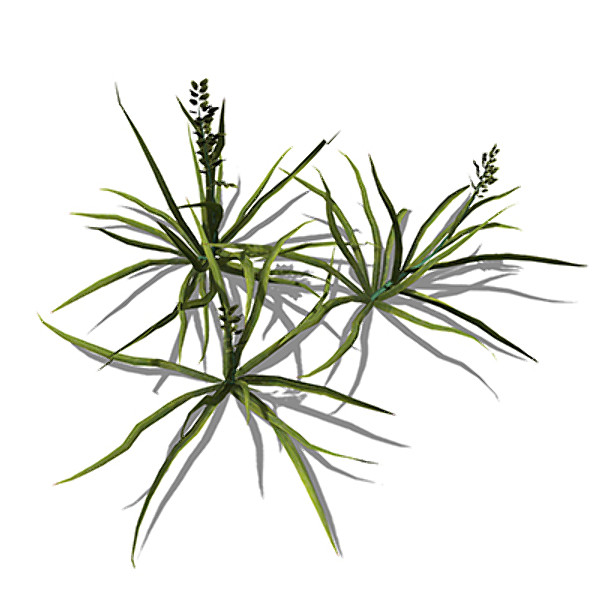 XfrogPlants Annual Blue Grass 3D Models
