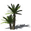 XfrogPlants Bushmans River Cycad