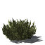 XfrogPlants African Boxwood