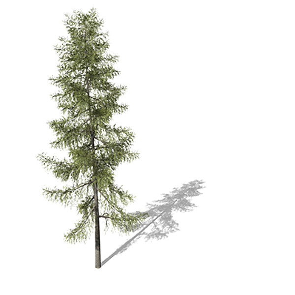 3d xfrogplants tamarack tree model - XfrogPlants Tamarack by xfrog