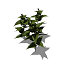 XfrogPlants Stinging Nettle