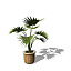 XfrogPlants Miniature Chusan Palm