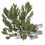 XfrogPlants Pinyon Pine