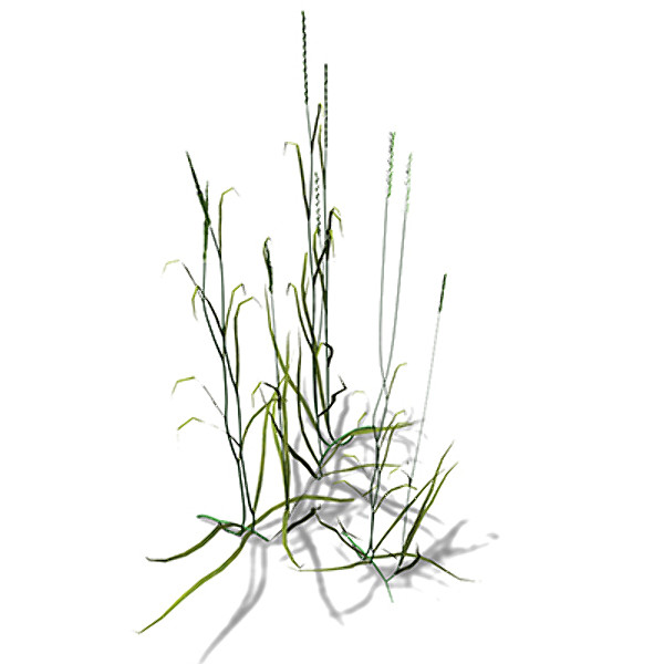 XfrogPlants Couch Grass 3D Models