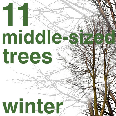 11 middle-sized trees winter