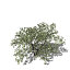 XfrogPlants Elderberry