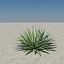 agave_angustifolia