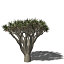 XfrogPlants Dragon Tree