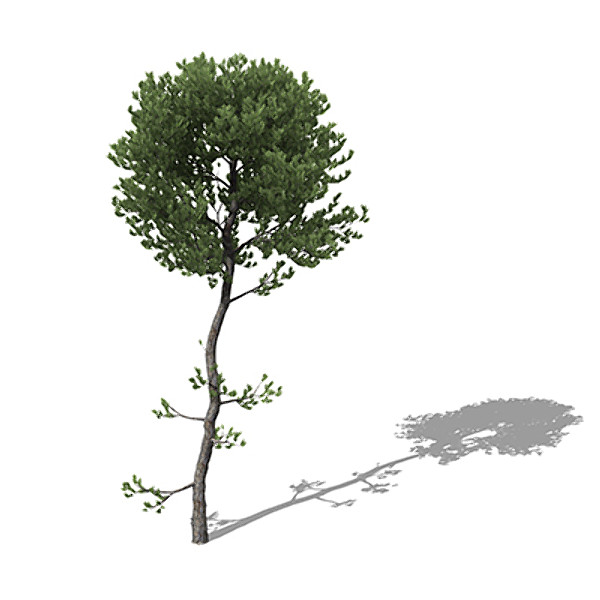 XfrogPlants Sea Pine 3D Models