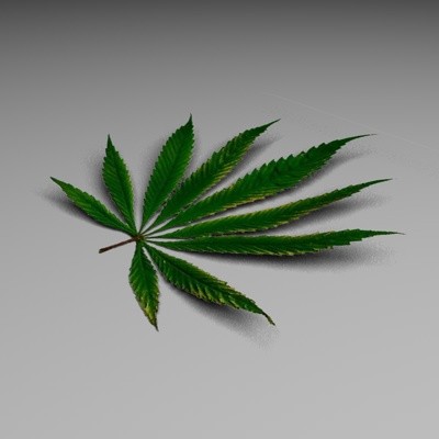 marihuana  leaf