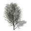 XfrogPlants White Poplar