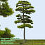 Japanese White Pine 2 ---------------------  High Resolution