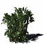 XfrogPlants White Bird of Paradise