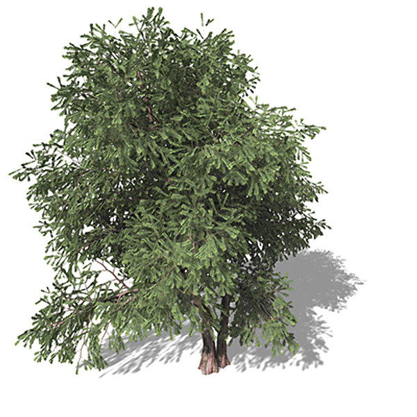 3d xfrogplants pacific yew tree model - XfrogPlants Pacific Yew by xfrog