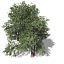 XfrogPlants Pacific Yew