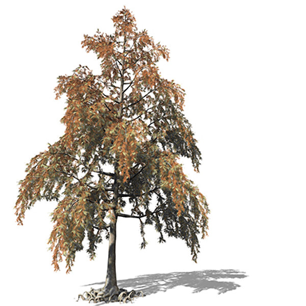 XfrogPlants Bald Cypress 3D Models