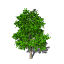 XfrogPlants Horse Chestnut