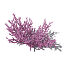 XfrogPlants Birds Nest Coral