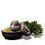 XfrogPlants Bonsai Scotch Pine