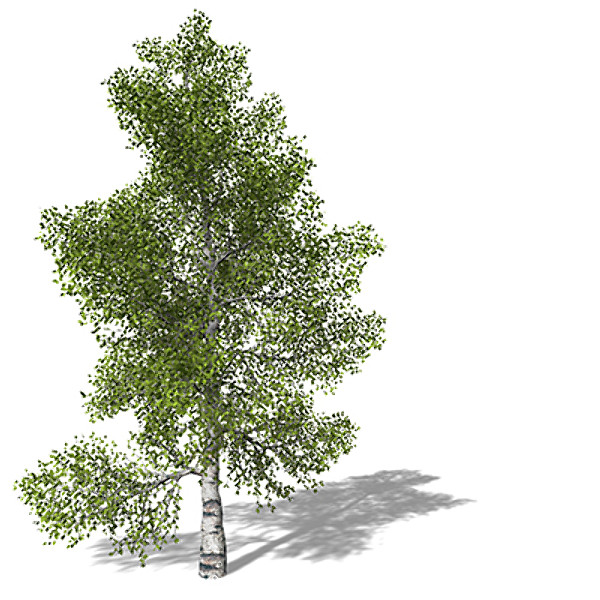 XfrogPlants Paper Birch Texture Maps