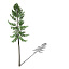 XfrogPlants Norway Spruce EU
