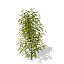 XfrogPlants European Mountain Ash