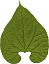 leaf 04