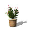 XfrogPlants Crown-of-Thorns HP