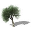 XfrogPlants Cork Oak