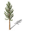 XfrogPlants Giant Sequoia